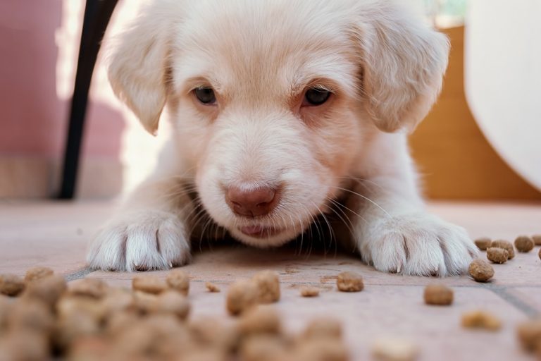 Comment traiter les problèmes d’eczéma de votre chien ?